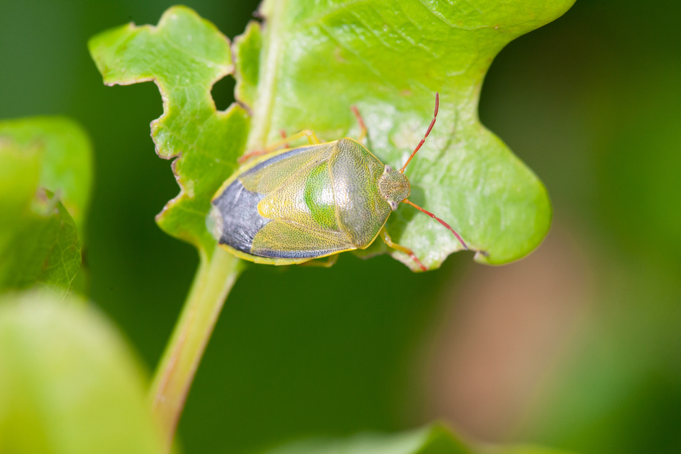 Piezodorus lituratus - bíboros címerespoloska Piezodorus lituratus - bíboros címerespoloska