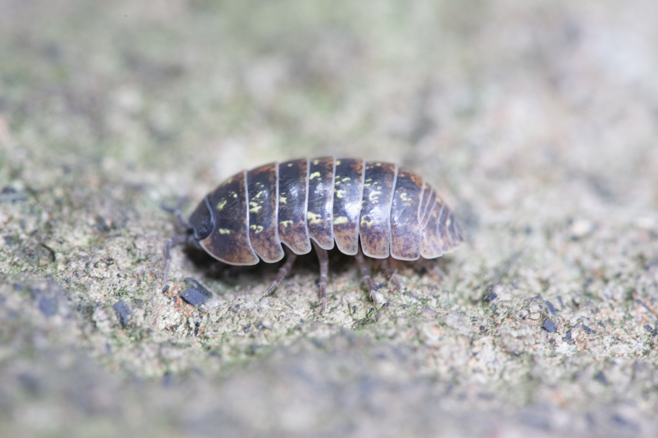 Armadillidiidae