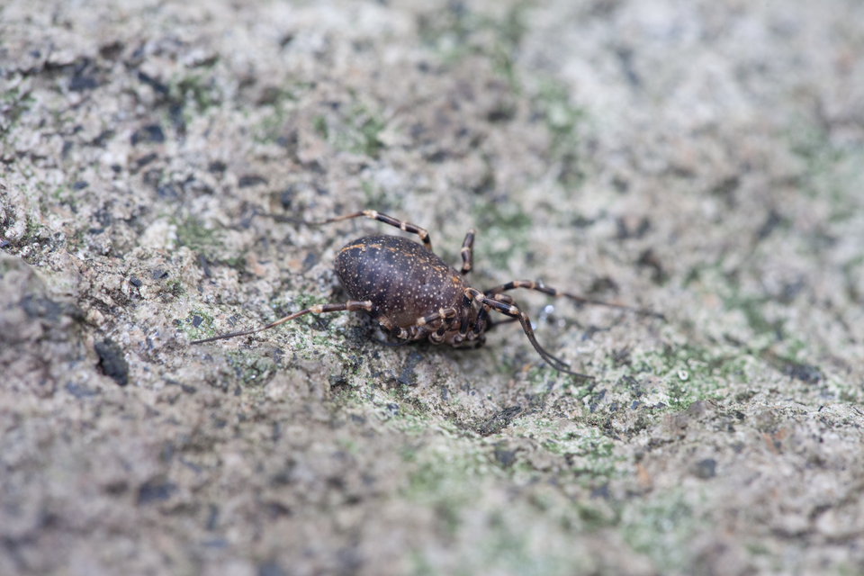 Egaenus convexus