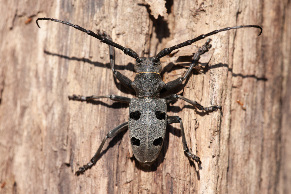 Morimus asper funereus - gyászcincér