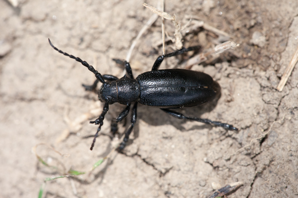Dorcadion aethiops - fekete gyalogcincér