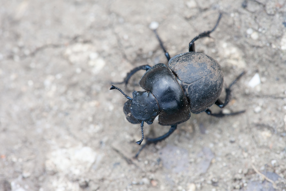 Lethrus apterus - nagyfejű csajkó