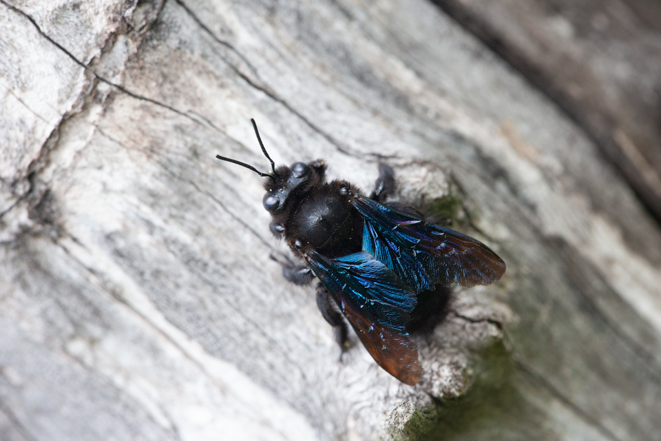 Xylocopa violacea - kék fadongó