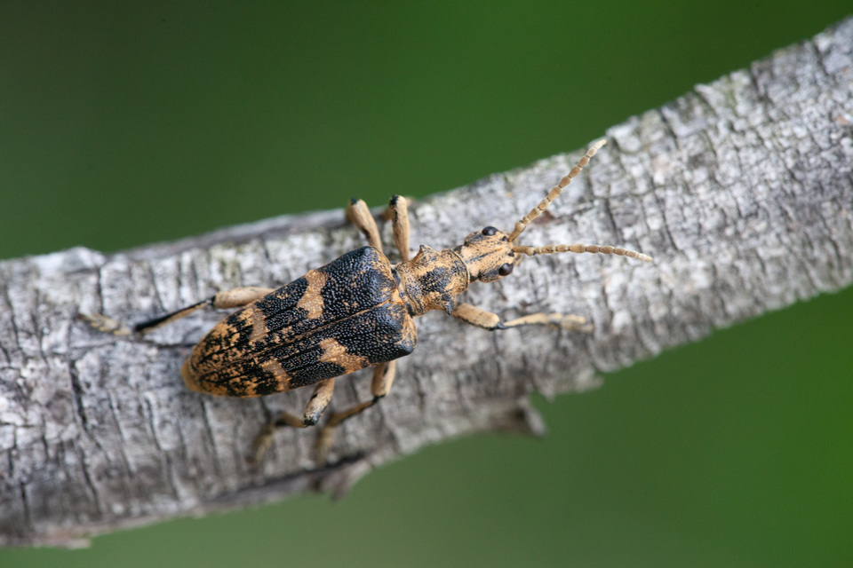 Rhagium sycophanta - tölgyes-tövisescincér