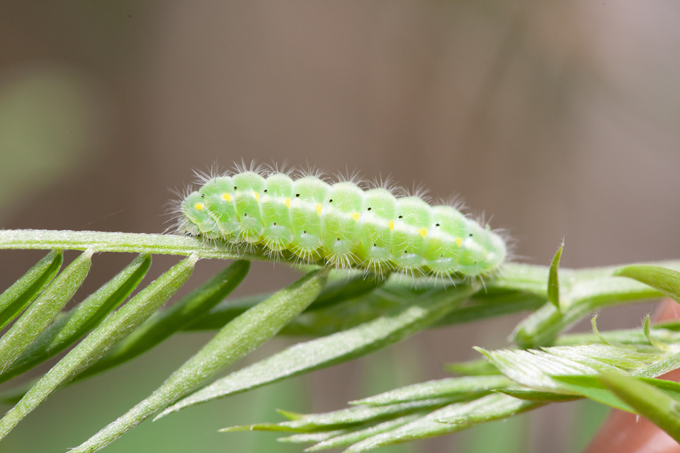 Zygaenidae - csüngőlepkefélék