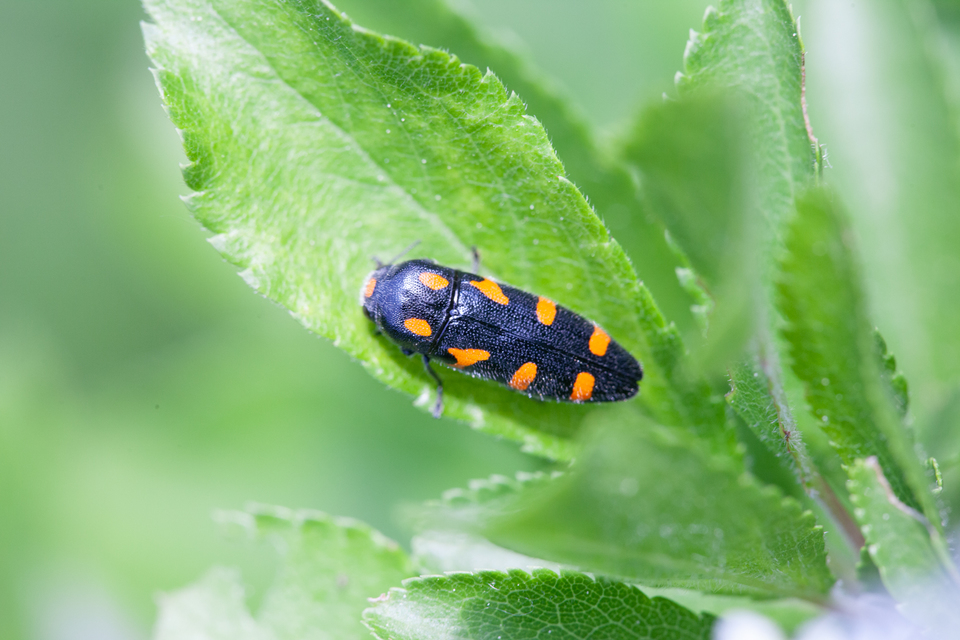 Ptosima undecimmaculata - sárgafoltos díszbogár