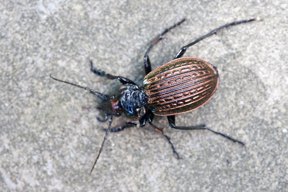 Carabus ulrichii - rezes futrinka