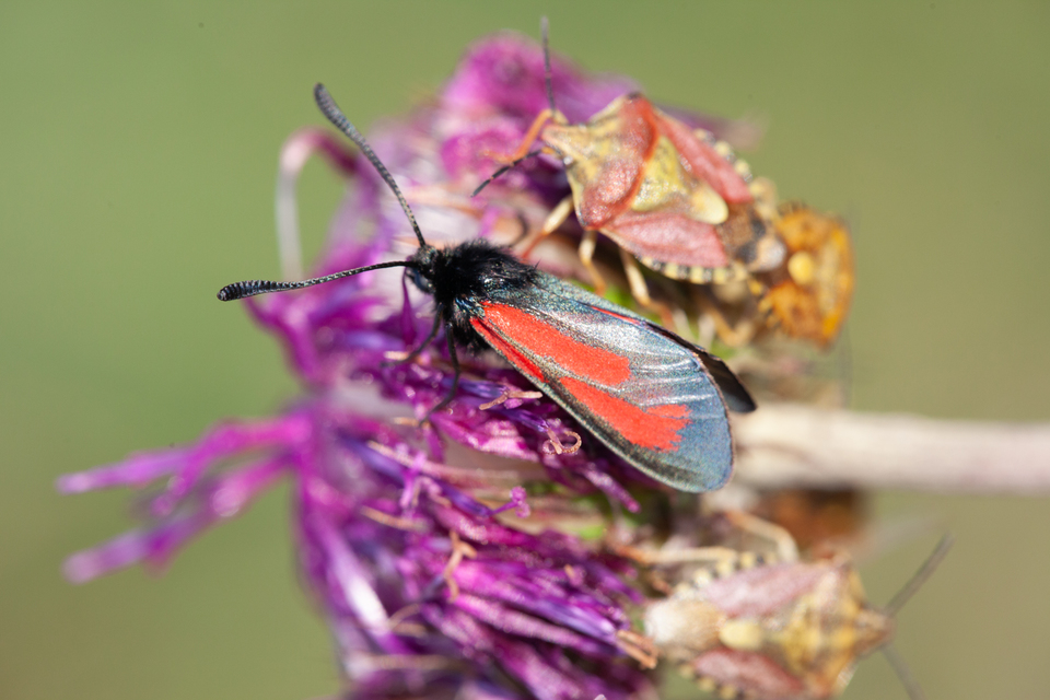 Zygaena minos/purpuralis