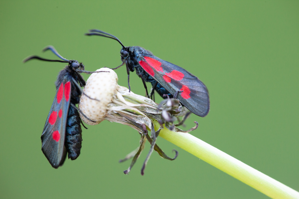 Zygaena