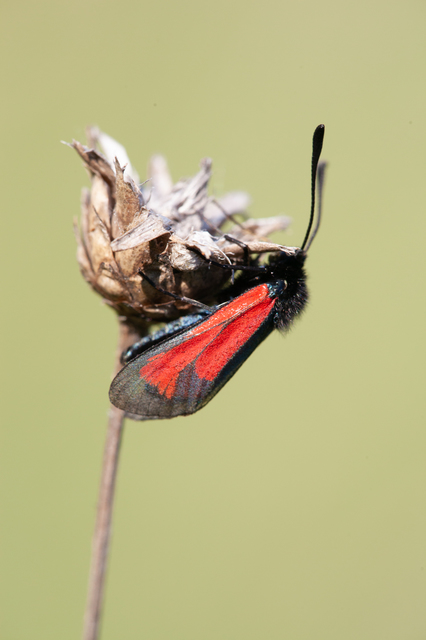 Zygaena minos/purpuralis