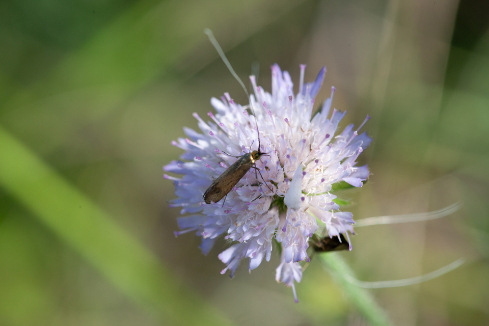Nemophora metallica - fémszínű tőrösmoly