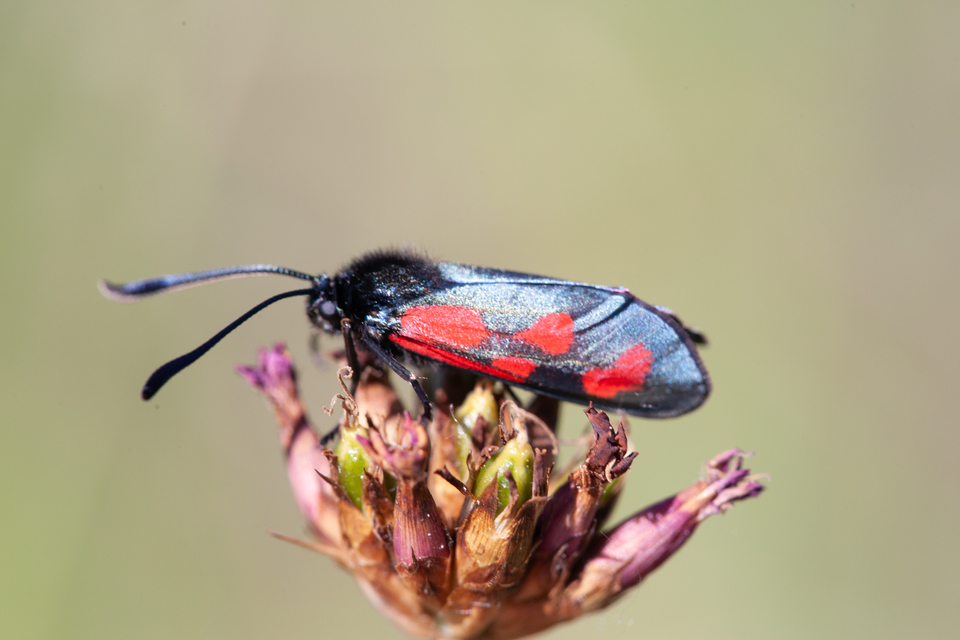 Zygaena loti - közönséges csüngőlepke