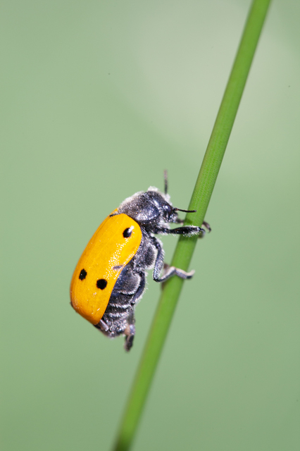 Lachnaia sexpunctata - szőrösnyakú zsákhordóbogár