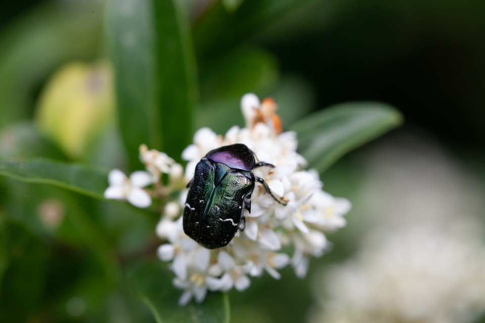 Cetonia aurata - aranyos virágbogár