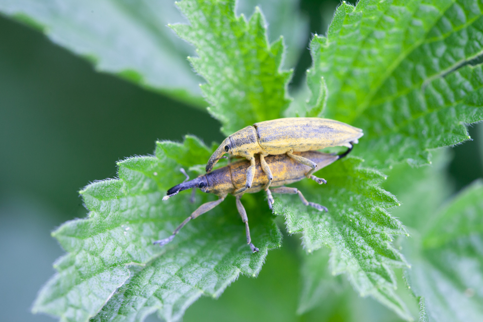 Lixus iridis - bürökfúró dudvabarkó