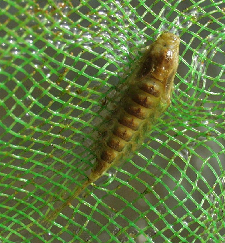 Ametropus fragilis - vágotthasú kérész