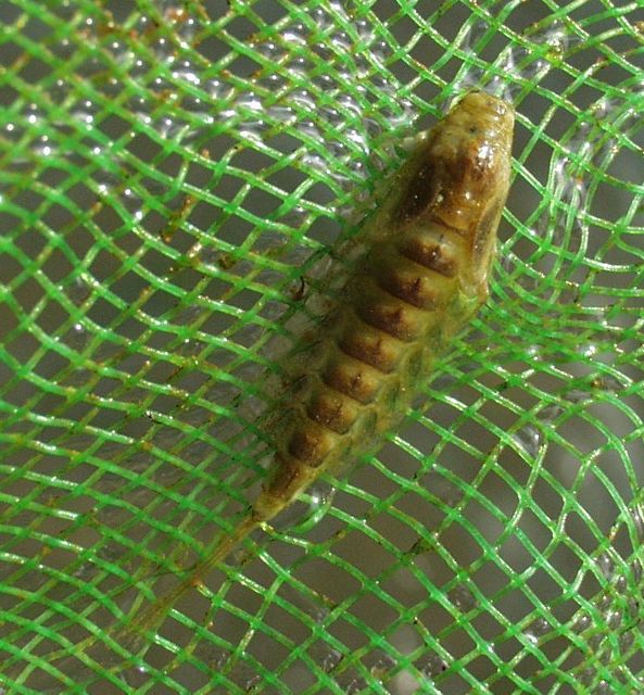 Ametropus fragilis - vágotthasú kérész
