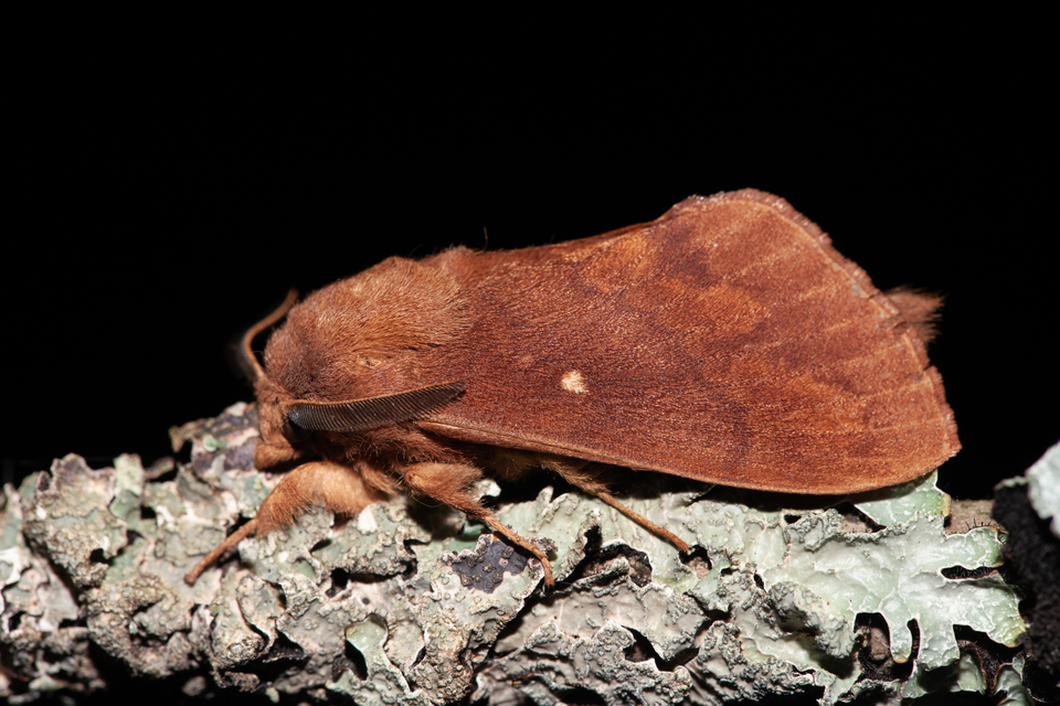 Dendrolimus pini - fenyőpohók