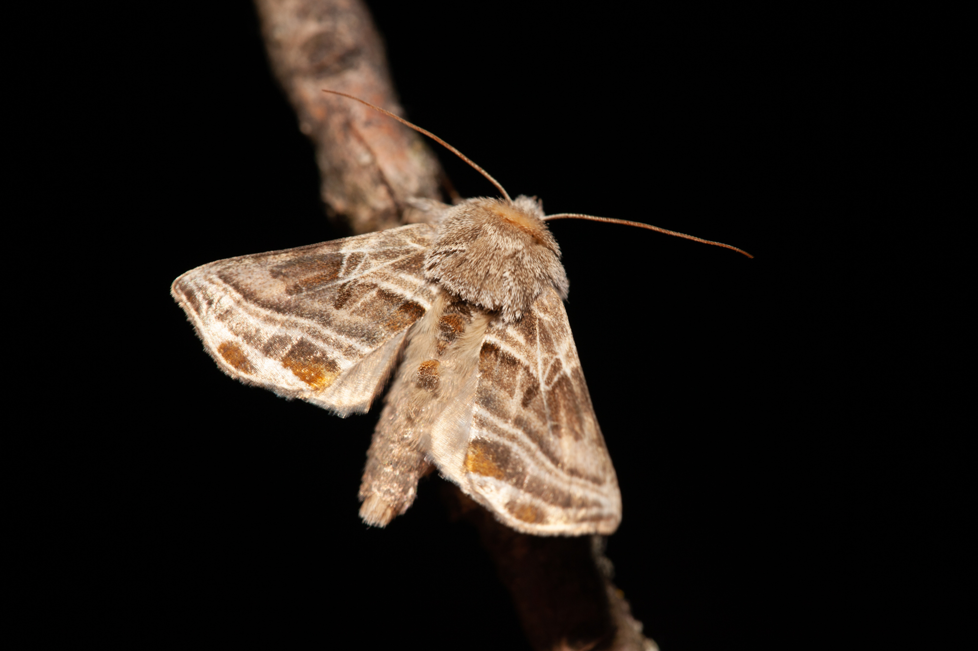 Euchalcia modestoides - zöld aranybagoly