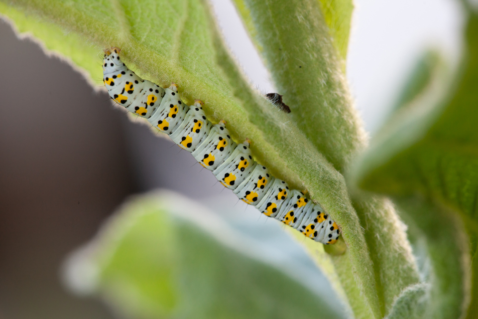 Shargacucullia gozmanyi/scrophulariae/verbasci