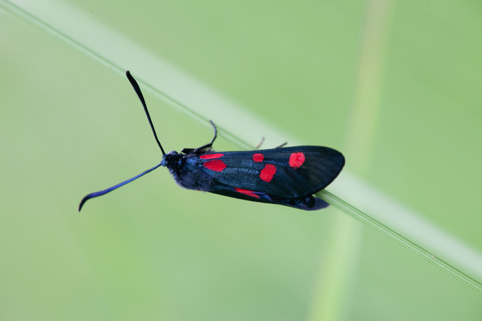 Zygaena