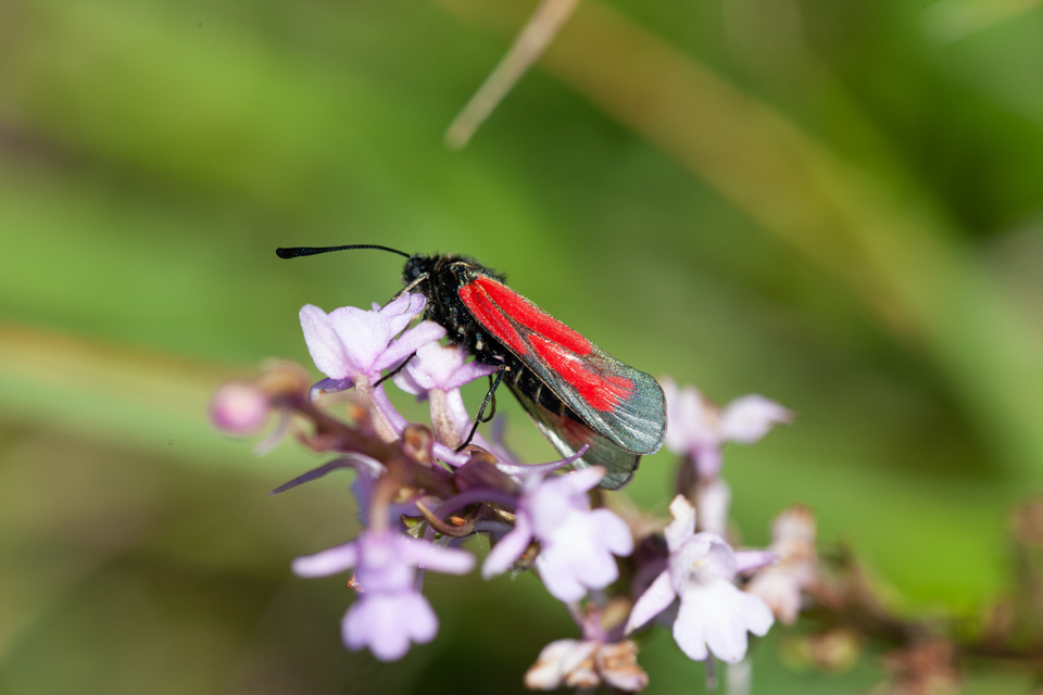 Zygaena minos/purpuralis
