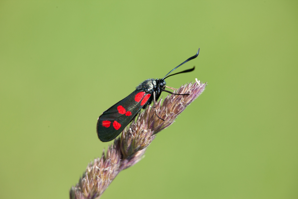 Zygaena filipendulae - acélszínű csüngőlepke