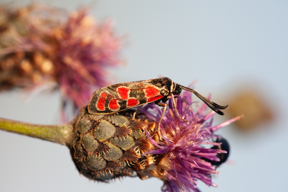 Zygaena carniolica - fehérgyűrűs csüngőlepke