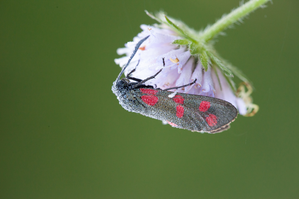 Zygaena filipendulae - acélszínű csüngőlepke