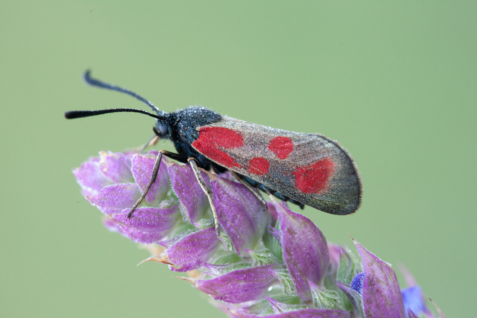 Zygaena loti - közönséges csüngőlepke