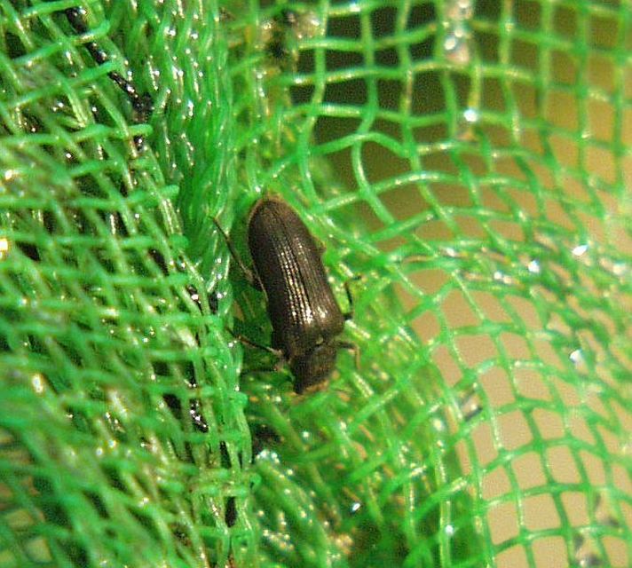 Potamophilus acuminatus - nagy karmosbogár