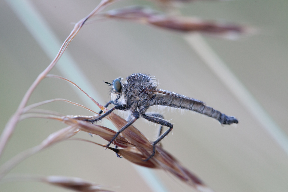 Machimus rusticus