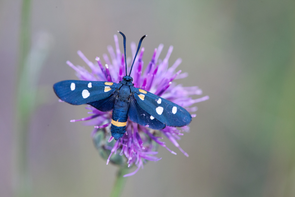 Zygaena ephialtes - változékony csüngőlepke