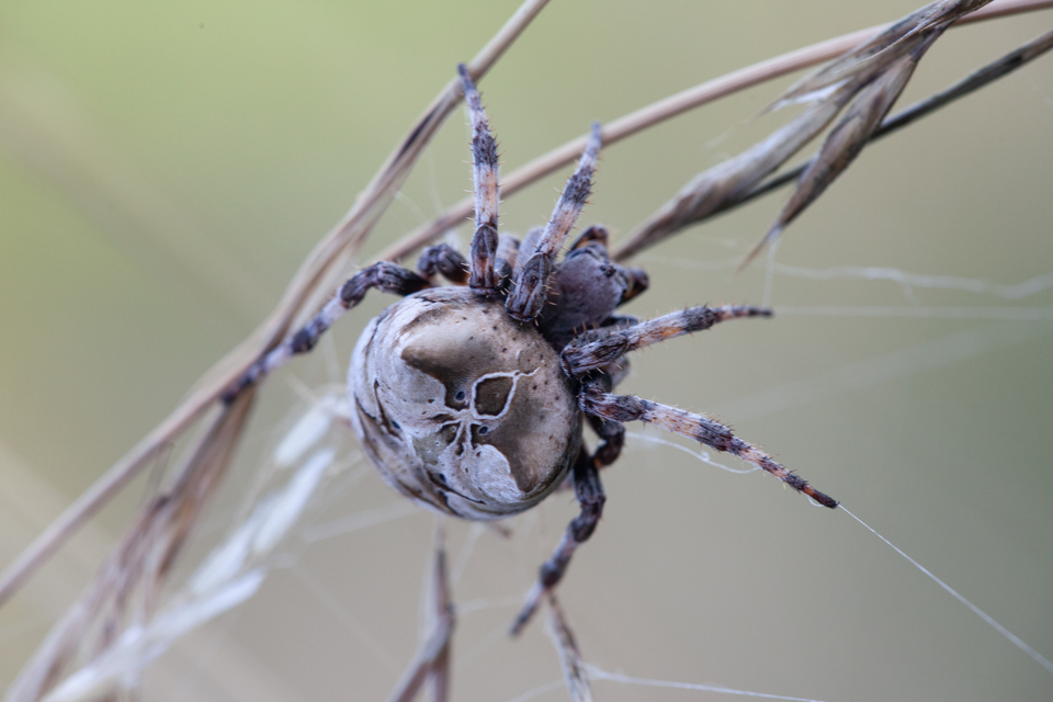 Araneus grossus - óriás keresztespók