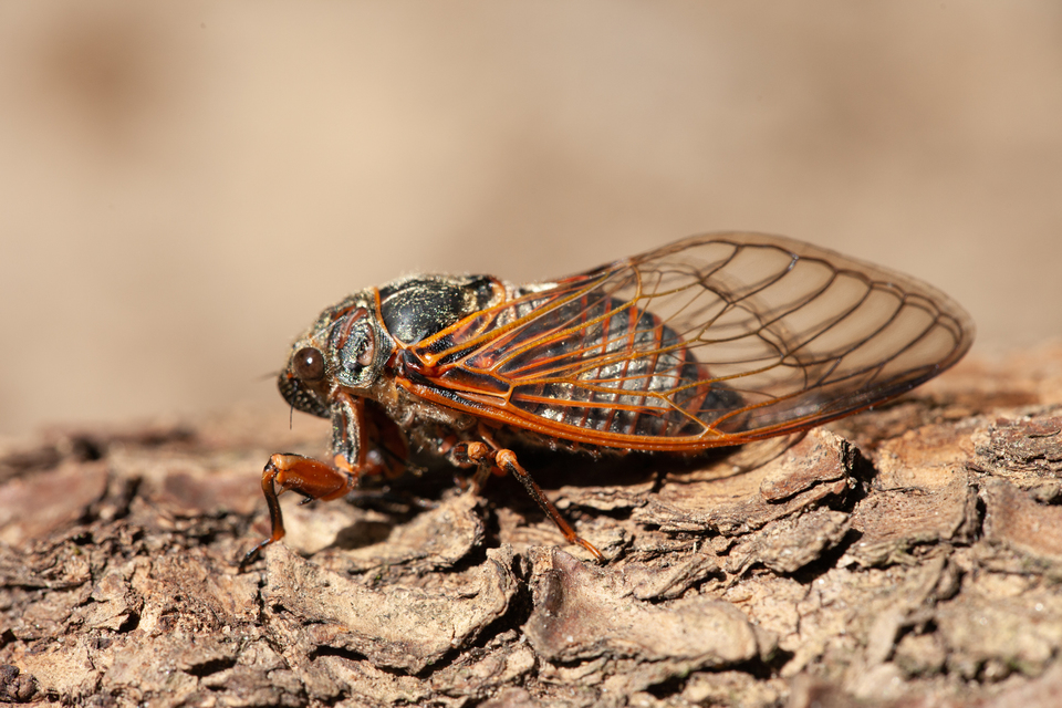 Cicadetta montana