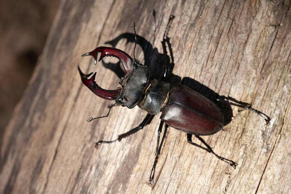 Lucanus cervus - nagy szarvasbogár