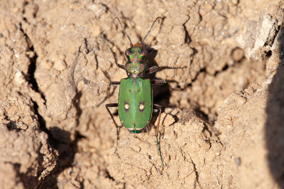 Cicindela campestris - mezei homokfutrinka