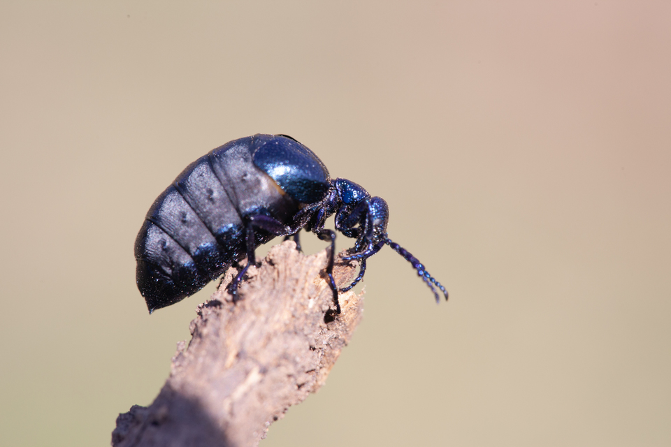 Meloe proscarabaeus - közönséges nünüke