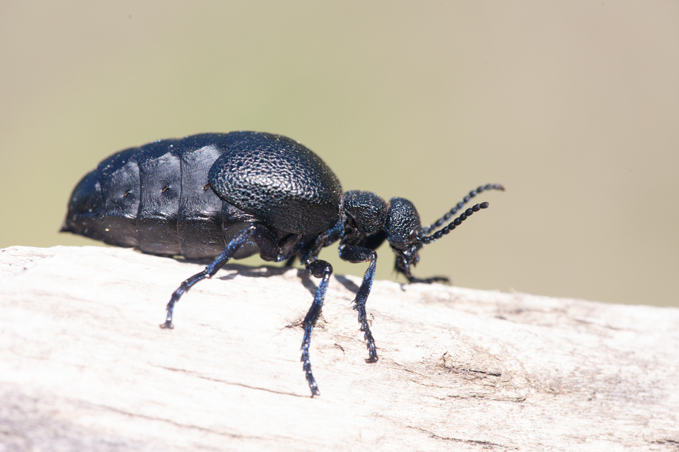 Meloe cicatricosus - óriásnünüke