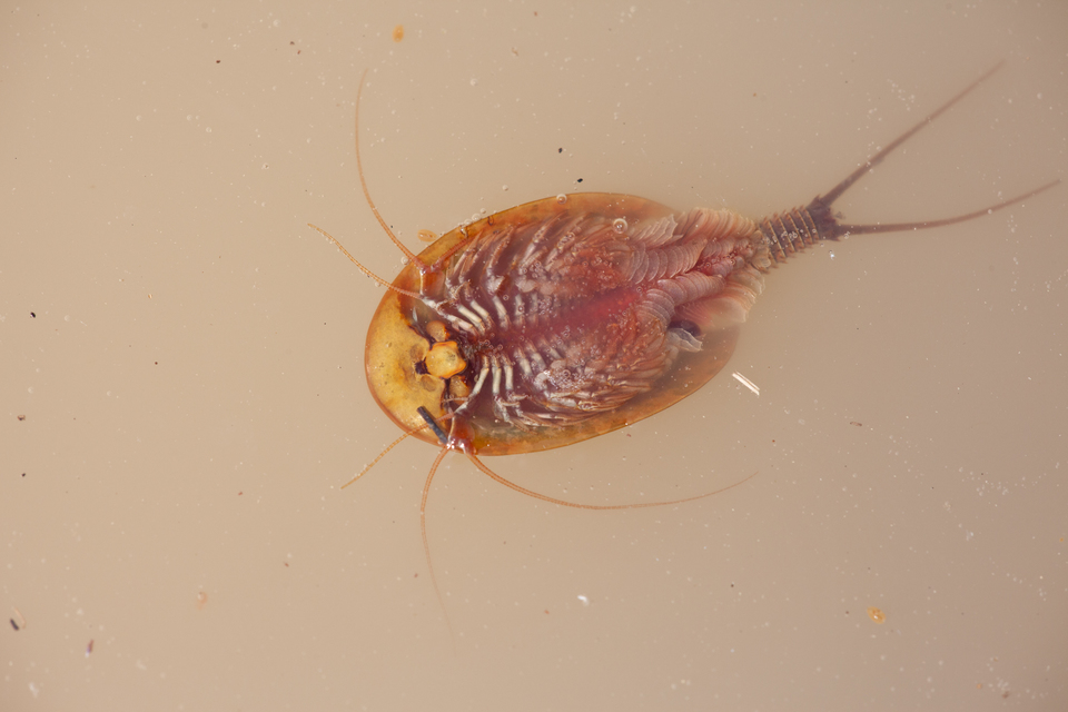 Triops cancriformis - nyári pajzsosrák