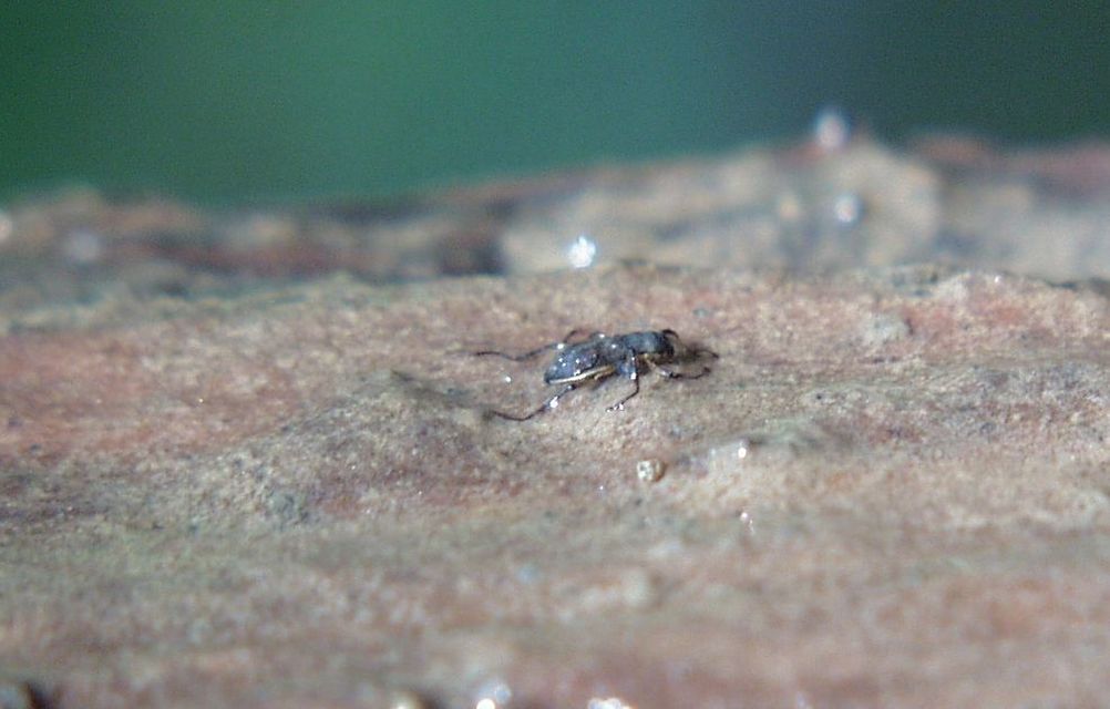 Macronychus quadrituberculatus - négypúpú karmosbogár