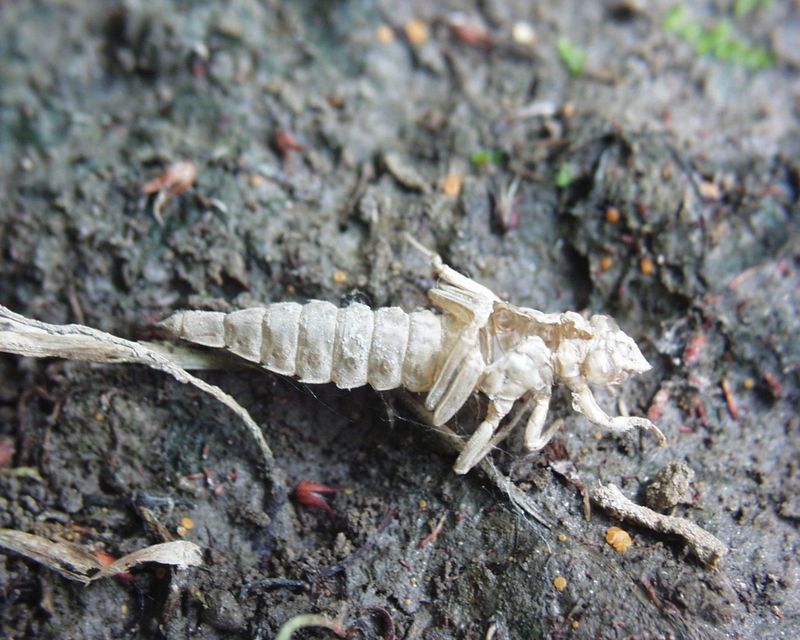 Gomphus flavipes - sárgalábú folyami-szitakötő