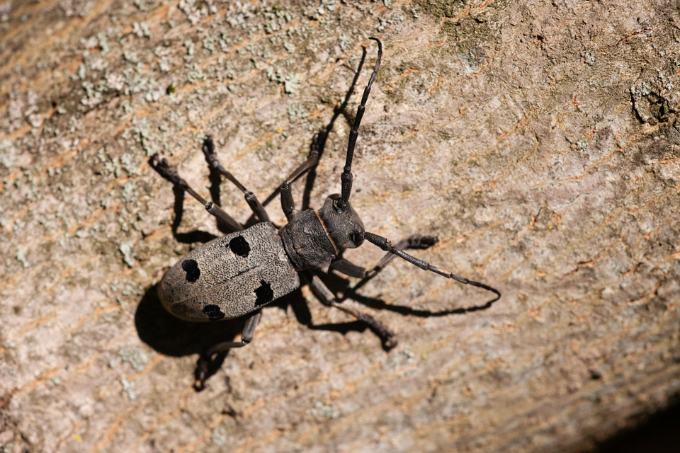 Morimus asper funereus - gyászcincér