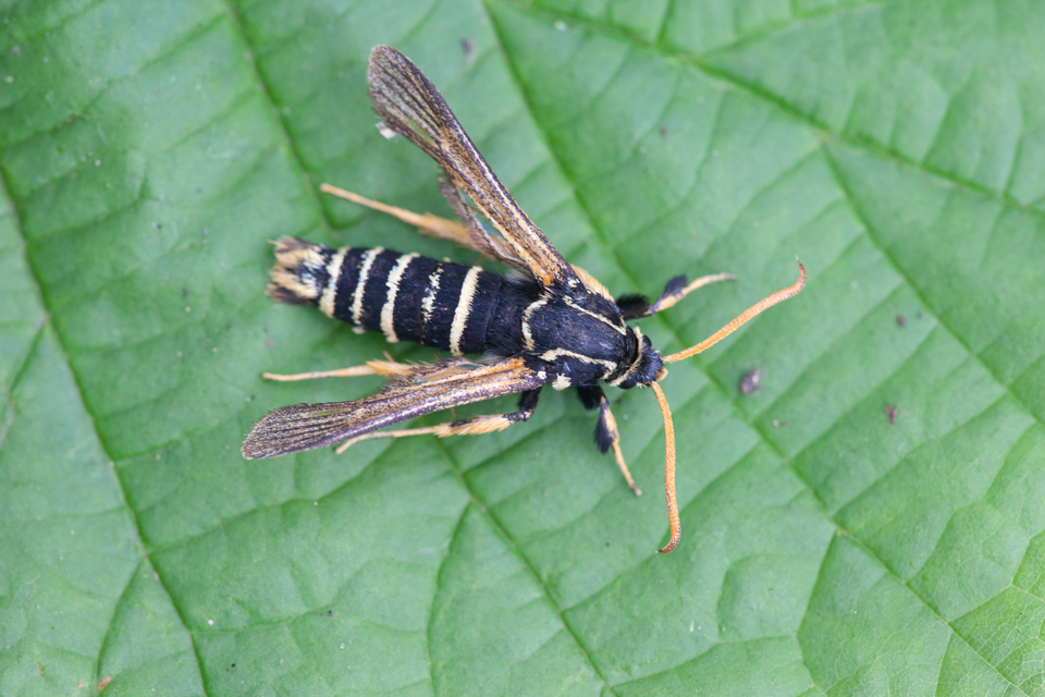 Paranthrene insolita polonica - tölgyfa-bögölyszitkár