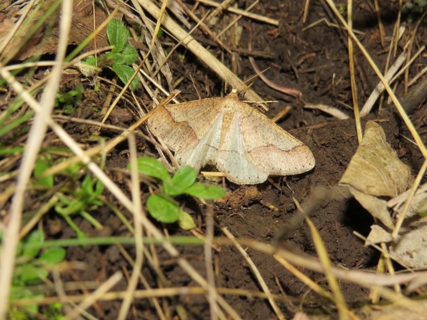 Agriopis marginaria - sárgás téliaraszoló