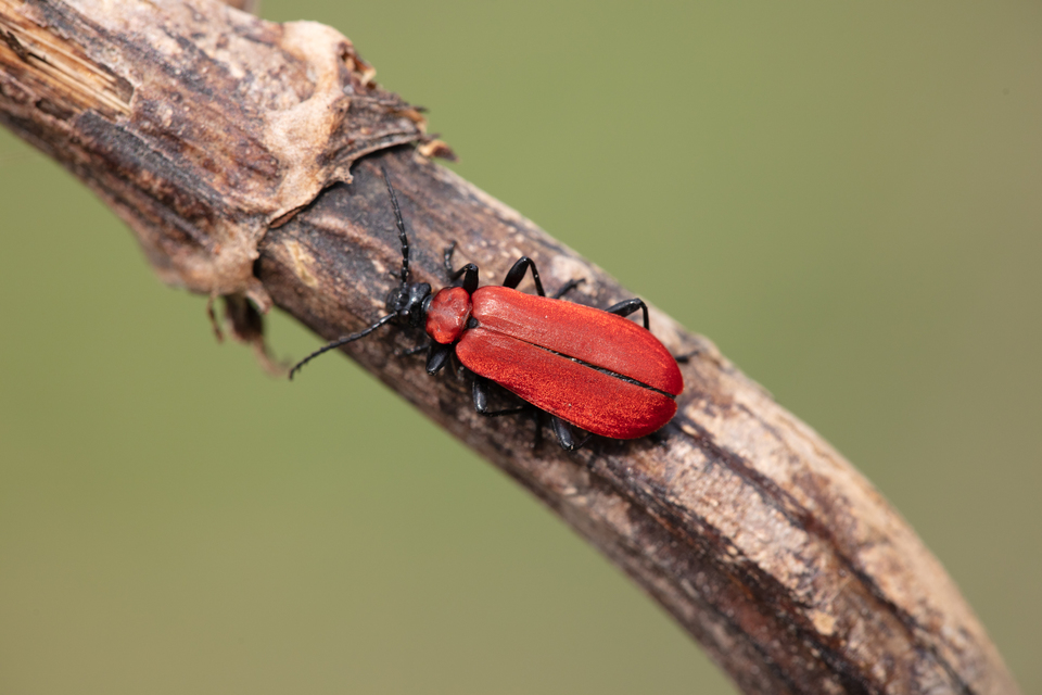 Pyrochroa coccinea - nagy bíborbogár