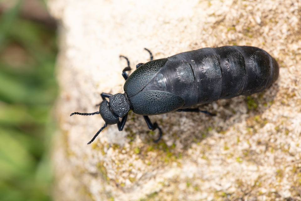 Meloe cicatricosus - óriásnünüke