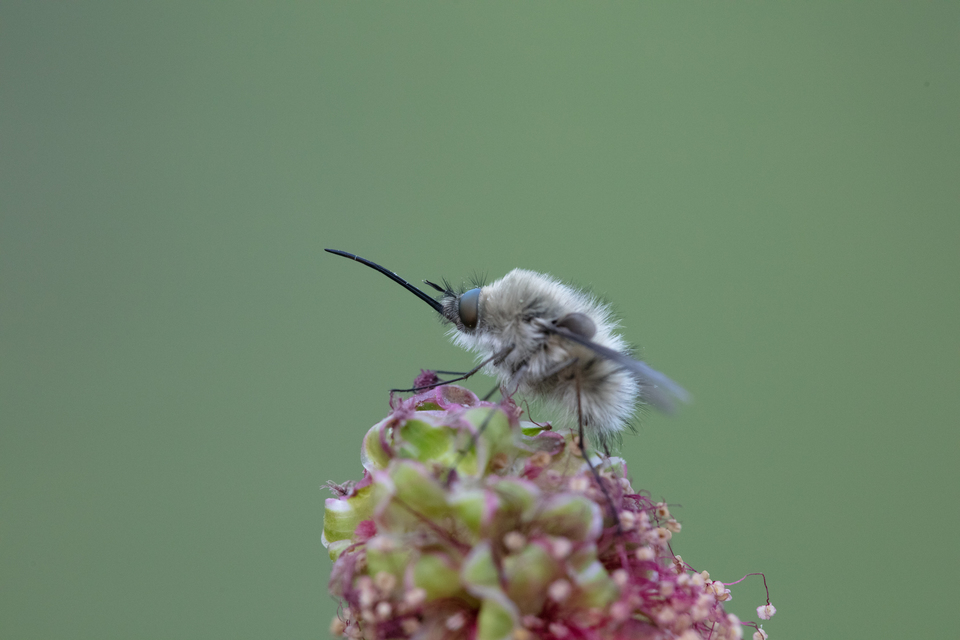 Bombylius cinerascens