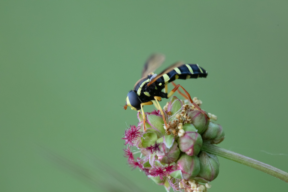 Xanthogramma citrofasciatum - korai oldalsávoslégy