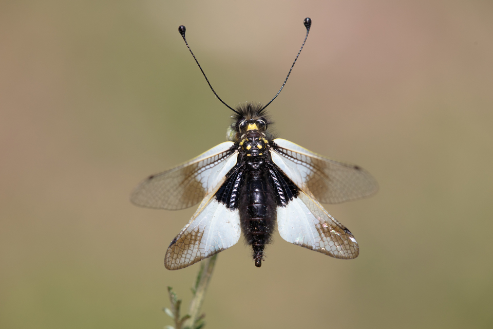 Libelloides lacteus